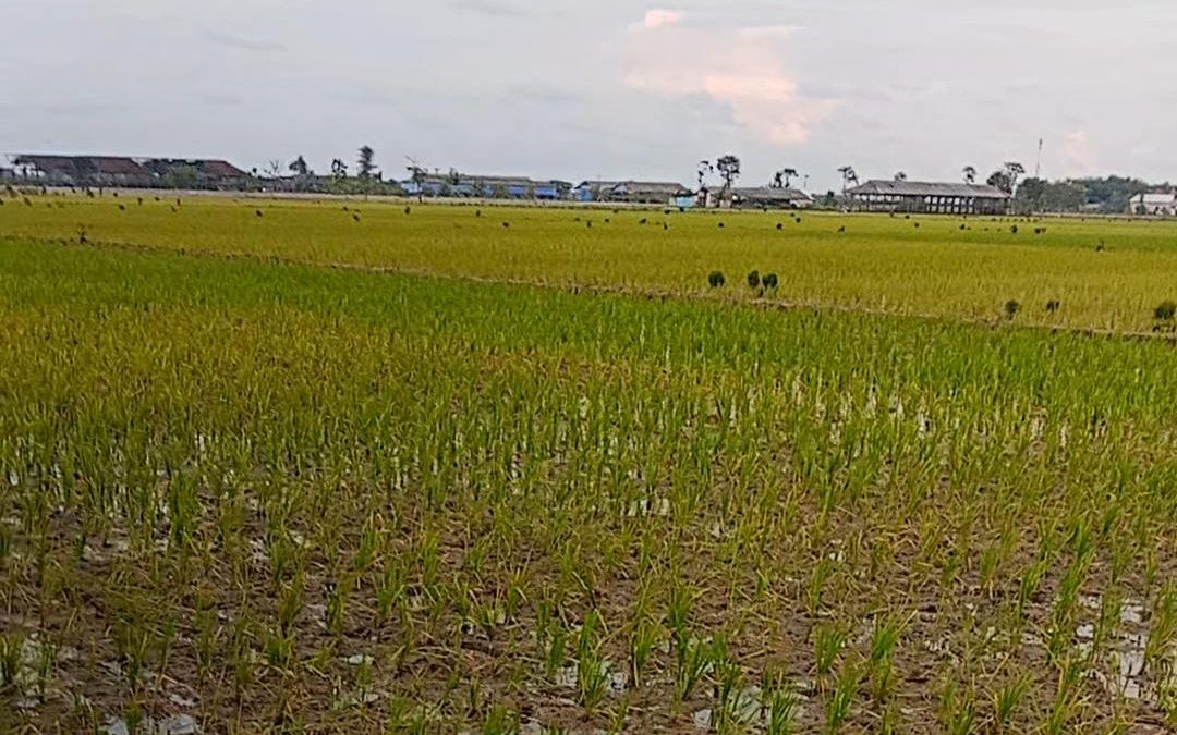 Persimpangan Lamongan : Antara Lumbung Padi dan Krisis Kesuburan Tanah