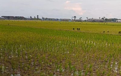 Persimpangan Lamongan : Antara Lumbung Padi dan Krisis Kesuburan Tanah